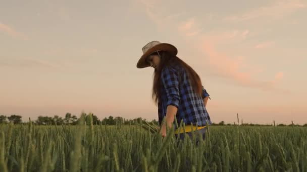 Hand farmer is touching ears of wheat on field in sun, inspecting her harvest. Agricultural business. Woman farmer walks through a wheat field at sunset, touching green ears of wheat with his hands. — Stock Video