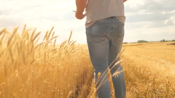 Geschäftsmann Bauer arbeitet mit Tablet-Computer in einem Weizenfeld. Landwirtschaftsbetrieb. Agrarwissenschaftler analysiert Getreideernte. Senior-Landwirt mit einer Tablette zur Untersuchung der Weizenernte auf dem Feld. Getreideernte — Stockvideo