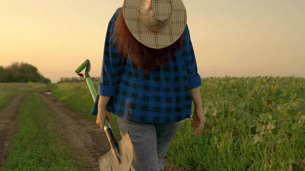 Farmer woman with shovel in her hands goes through field from work. Agricultural business, agriculture. Worker with a shovel. An agronomist walks through plantation at sunset. Growing vegetables — Stock Photo, Image