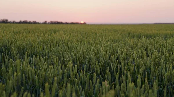 Ωρίμανση πράσινο πεδίο σιτάρι στο φόντο ηλιοβασίλεμα. Καρύδια σιταριού με σιτηρά ταρακουνάνε τον άνεμο. Η συγκομιδή σιτηρών ωριμάζει το καλοκαίρι. Η έννοια των γεωργικών επιχειρήσεων. βιολογικό σιτάρι — Φωτογραφία Αρχείου