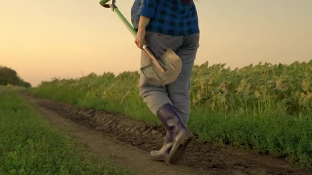 Bonde kvinna med spade i händerna går igenom fältet från arbetet. Jordbruksföretag, jordbruk. Arbetare med spade. En agronomer går igenom plantagen vid solnedgången. Odlade grönsaker — Stockvideo