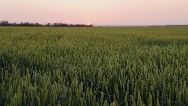 日没の背景に緑の小麦畑をすすいでください。小麦の小穂に穀物が風を揺らす。穀物の収穫は夏に起こります。農業ビジネスの概念。有機小麦 — ストック動画