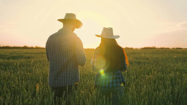 Farmer and businessman talking, working in wheat field, making deal, using tablet. Agricultural business concept. Growing food. Companions, work colleagues. Wheat field. Senior farmer and woman farmer