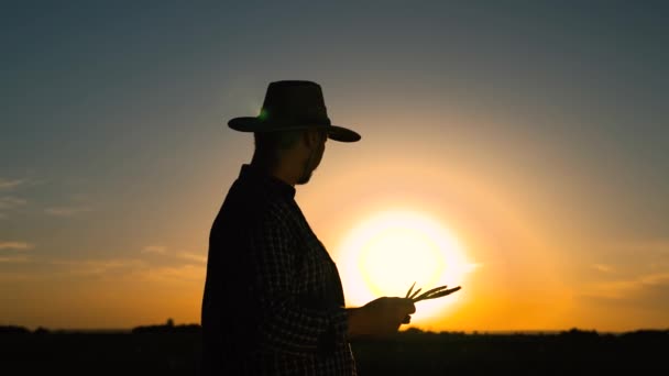 Silueta, viejo granjero senior con tableta digital trabajando en el campo, granja inteligente en el campo de trigo. El agricultor se dedica al cultivo del trigo. Negocio agrícola. Hombre de negocios trabajando en el campo — Vídeos de Stock