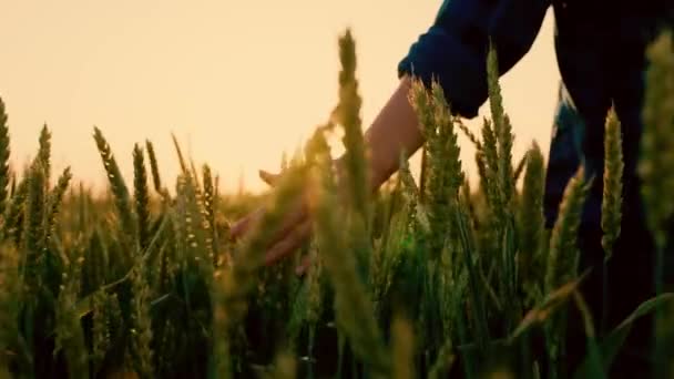 Eine Bäuerin geht bei Sonnenuntergang durch ein Weizenfeld und berührt mit ihren Händen grüne Ähren. Handbäuerin tastet Ähren auf dem Feld in der Sonne an, inspiziert ihre Ernte. Agrargeschäft. — Stockvideo