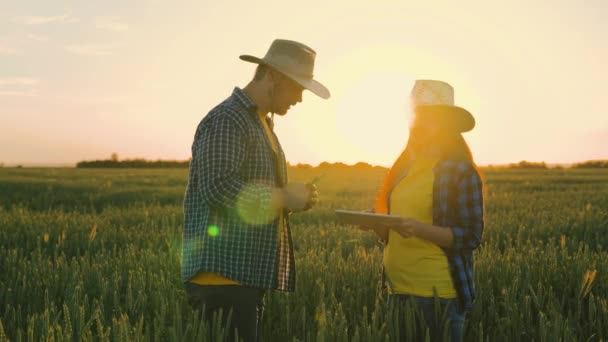 Senior farmář a žena farmář. Farmář a obchodník mluví, pracují na pšeničném poli, uzavírají dohody, používají tablet. Zemědělský podnikatelský koncept. Pěstuje jídlo. Společníci, kolegové z práce. Pšeničné pole — Stock video