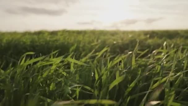 畑で小麦の収穫を育て、穀物を育てる。若い緑の小麦のショットは、空の反対側のフィールドで風を振る。接近中だ。春にライ麦の苗。環境に優しい穀物の栽培. — ストック動画