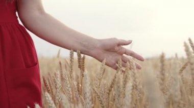 Buğday tarlasında yürüyen mutlu özgür kız. Çiftçi kadın gün batımında buğday tarlasında yürüyor, sarı buğday başaklarına elleriyle dokunuyor. Çiftçi olgunlaşmış buğday başaklarına dokunuyor, hasadı denetliyor..