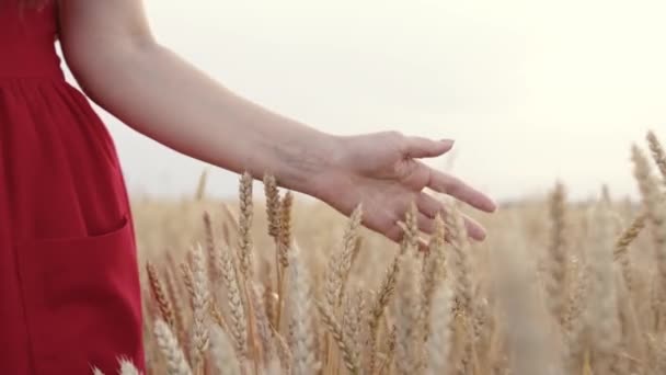 Glückliches freies Mädchen, das im Weizenfeld geht. Eine Bäuerin geht bei Sonnenuntergang durch ein Weizenfeld und berührt mit ihren Händen gelbe Ähren. Landwirt tastet reife Ähren an und kontrolliert die Ernte. — Stockvideo