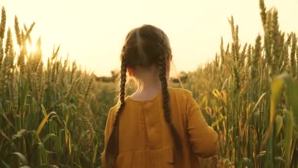 Dítě, dívka kráčí pšeničným polem, mezi zrním, k západu slunce a ke svému snu. Malé dítě cestuje přes pole zralou pšenici. Zpomal. Šťastná rodina, roztomilé dítě, bezstarostné dětství — Stock video