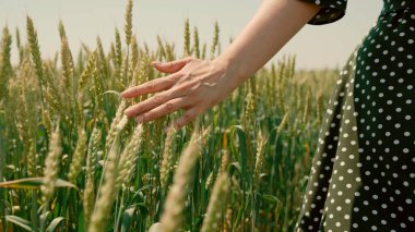 Genç kadın çiftçi buğday tarlasında yürüyor. Elleriyle buğday yeşil kulaklarına dokunuyor. Tarım kavramı. Sıcak güneşin altında olgunlaşmış buğday tarlası. Kız kırsalda buğday tarlasında geziyor.