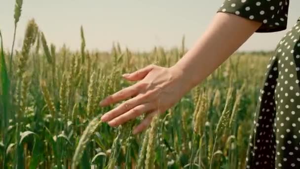 Junge Bäuerin geht durch Weizenfeld und berührt mit den Händen grüne Ähren - landwirtschaftliches Konzept. Reifes Weizenfeld unter der warmen Sonne. Mädchen fährt in Weizenfeld auf dem Land — Stockvideo