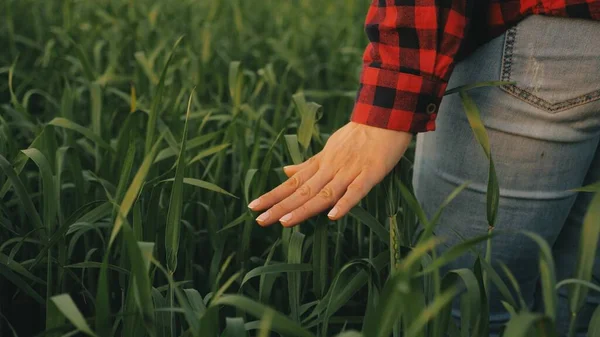 Mujer agricultora camina a través de un campo de trigo al atardecer, tocando las espigas verdes de trigo con sus manos - concepto de agricultura. Un campo de trigo en maduración bajo el sol caliente. Joven mujer de negocios inspecciona su campo. — Foto de Stock