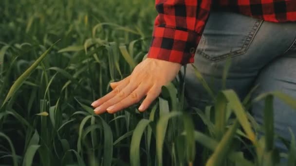 Woman farmer walks through a wheat field at sunset, touching green ears of wheat with his hands - agriculture concept. A field of ripening wheat in warm sun. Young business woman inspects her field. — Stock Video