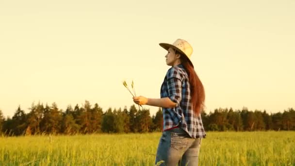 En bondkvinna går genom vetefältet vid solnedgången och håller veteöron i handen. Jordbrukaren vidrör öronen av vete i fält i solen och inspekterar skörden. Jordbruksföretag. Odlingskorn, livsmedel — Stockvideo