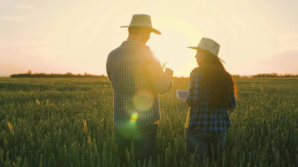 Çiftçi ve işadamı konuşuyor, buğday tarlasında çalışıyor, anlaşma yapıyor, tablet kullanıyor. Tarım sektörü konsepti. Yiyecek yetiştiriyorum. Yoldaşlar, iş arkadaşları. Buğday tarlası. Kıdemli çiftçi ve kadın çiftçi
