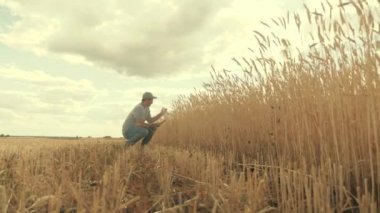 Bilgisayar tabletli çiftçi buğday tarlasında çalışıyor. Tarımda akıllı teknolojiler. Tarım işi. Yiyecek yetiştirmek, ekmek yetiştirmek. Çiftçi Agronomist çiftlikte çalışıyor. Modern teknolojiler.
