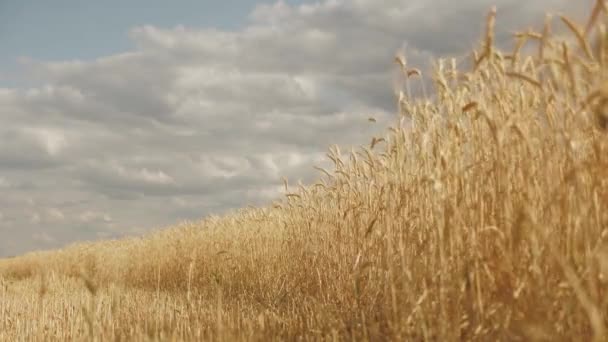 Sklizeň obilovin zraje v létě. Uši pšenice proti modré obloze na slunci. Čas sklízet. Úklid. Špičáky pšenice s větrem, který třese obilím. Zemědělský obchod. Šetrná k životnímu prostředí — Stock video