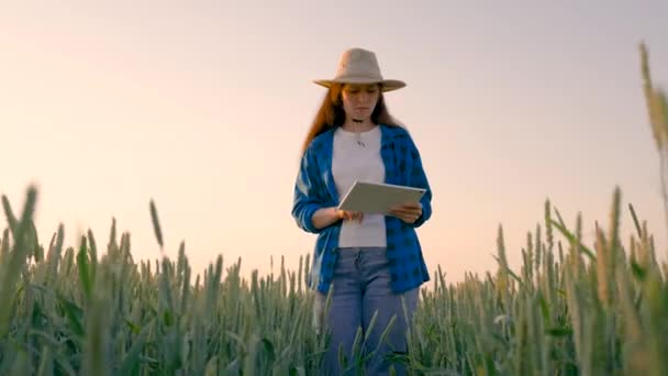 농업 관련 업무. 농부인 여자는 밀 밭에서 컴퓨터 태블릿으로 일한다. 밭에서 밀 수확을 연구하는 디지털 태블릿을 가진 농업자. 곡물 수확을 분석하는 사업가. — 비디오