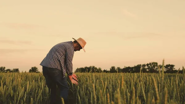 Um agricultor está envolvido no cultivo de trigo no campo ao pôr-do-sol. Um agricultor sénior trabalha na plantação. A amadurecer no campo de centeio. Negócios agrícolas. Conceito de agricultura. Trabalhador examina espigas de grãos. — Fotografia de Stock