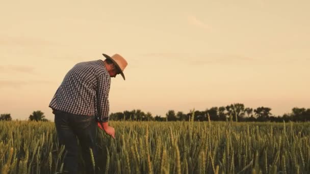 A farmer is engaged in growing wheat in field at sunset. A senior farmer works on plantation. Ripening crop in rye field. Agricultural business. Agriculture concept. Worker examines ears of grain. — Stock Video