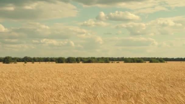 Trigo ecológico. Las espiguillas del trigo con el grano sacuden el viento. Campo de trigo maduro contra el cielo. cosecha de grano madura en verano. concepto de empresa agrícola. — Vídeo de stock