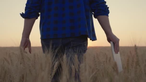 Бізнесмен з цифровим планшетом досліджує урожай пшениці в пшеничному полі. Фермер працює з комп'ютерним планшетом у пшеничному полі на заході сонця. Старший фермер аналізує урожай зерна. Сільськогосподарський бізнес . — стокове відео