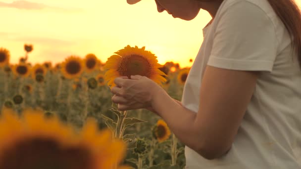 Jordbruksföretag. En bonde kvinna arbetar på sommaren i fält av solrosor i solen, undersöker blommande solrosor, utforskar hon solrosor plantering vid solnedgången. Jordbruk, livsmedelsproduktion, natur — Stockvideo