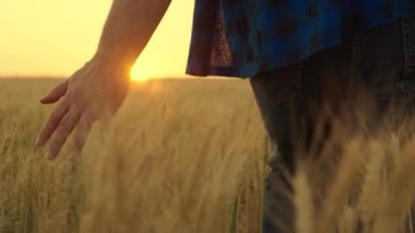 Çiftçi buğday tarlasında yürüyor, olgunlaşmış buğday başaklarına eliyle dokunuyor. Tarım işi. Bir iş adamı buğday tarlasında bir buğday mahsulünü teftiş eder. Bir çiftçi gün batımında çalışır.