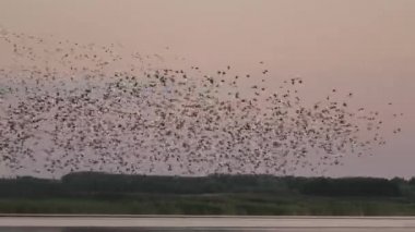 Suyun üstünde, gökyüzünde uçan büyük bir kuş sürüsü. Kuş sürüsü yazın gün batımında parkta gölün üzerinde uçar. Birçok kuş akşamları birlikte uçar. Çevre dostu doğa.