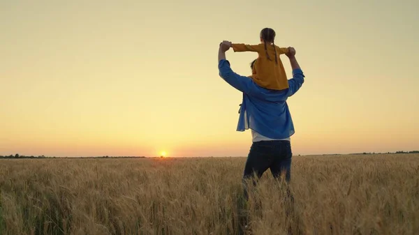 Happy child, father farmer are playing in wheat ripening field. Little daughter on shoulders of father. Kid, dad are traveling across field. Child, parent are playing in nature. Happy family childhood