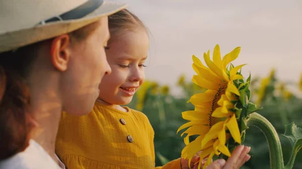Счастливые ребенок и мама рассматривает подсолнечный цветок. Маленькая дочь в руках фермеров мама смотрит на цветок подсолнечника в поле в лучах солнца. любящая семья путешествует по цветущей плантации подсолнечника. — стоковое фото
