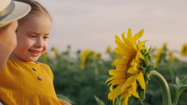 Criança feliz e mãe examina flor de girassol. A pequena filha em braços de agricultores mãe olha para a flor de girassol no campo em raios do sol. família amorosa viaja através florescendo plantação de girassol. — Vídeo de Stock