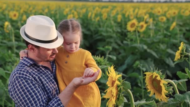 Mała córeczka w ramionach farmerów tata patrzy na słonecznik na polu w promieniach pięknego słońca. Kochająca się rodzina podróżuje przez kwitnącą plantację słonecznika. Turystyka ekologiczna — Wideo stockowe