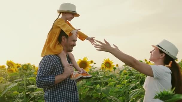 Mała córeczka, na ramionach farmerów tata i mama spacerują po słoneczniku w promieniach pięknego zachodu słońca. kochająca rodzina podróżuje przez kwitnącą plantację słonecznika, turystykę ekologiczną — Wideo stockowe