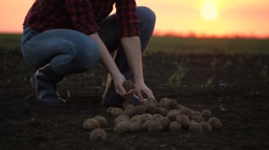 Çiftçi patates yetiştirir, sebze yetiştirir, organik ürünler yetiştirir, doğal saf, taze ürünler. Çiftçi bir kadın tarlada patates kızartması ayırıyor. Bahçıvan gün batımında tarlalarda çalışır..