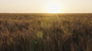Buğday kulaklı bir tarla. Yazın büyük buğday hasadı. Çevre dostu tahıl. Gün batımında tarlada olgunlaşmış buğday kulakları rüzgarla sallanır. Tarım sektörü, buğday hasadı tarım.