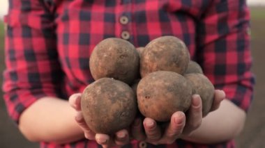 Patatesleri dişi bir çiftçinin ellerinde hasat et. Bir tarlada bir çiftçi taze kazılmış patates yumrusu mahsulü tutuyor. Patates ekmek, tohum fonu. Yiyecek yetiştirme konsepti, sebze yetiştirme, biyolojik ürünler