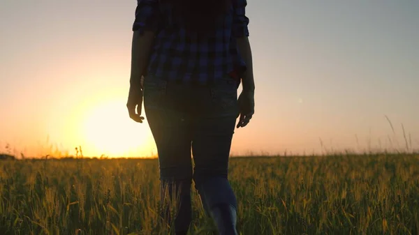Une agricultrice marche en bottes sur le champ de blé au coucher du soleil, l'agriculteur observe les épis de blé dans le champ au soleil, vérifiant la récolte. Entreprise agricole. Grandir du grain, de la nourriture. Femme d'affaires à la plantation — Photo