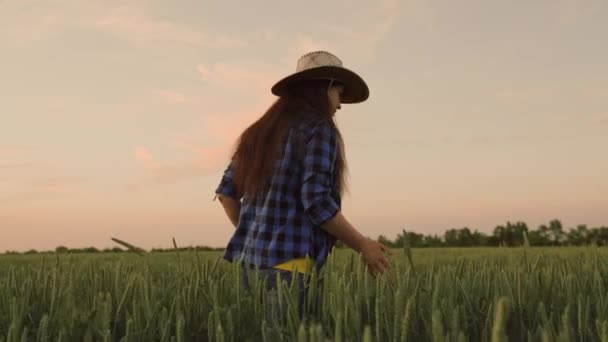 Hand farmer is touching ears of wheat on field in sun, inspecting her harvest. Agricultural business. Woman farmer walks through a wheat field at sunset, touching green ears of wheat with his hands. — Stock Video