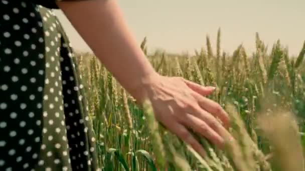 Жінка проходить через пшеничне поле, торкаючись зелених вух пшениці руками, дівчина подорожує. Концепція сільського господарства. Дощити пшеничне поле під теплим сонцем. Ділова жінка оглядає своє поле . — стокове відео
