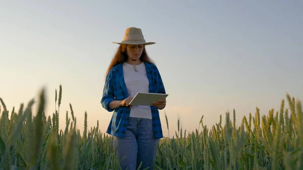 Dijital tabletli çiftçi kadın tarlada buğday hasadı üzerinde çalışıyor. İş kadını tahıl hasadını analiz ediyor. Tarım işi. Çiftçi kadın buğday tarlasında bilgisayar tabletinde çalışıyor.. — Stok fotoğraf
