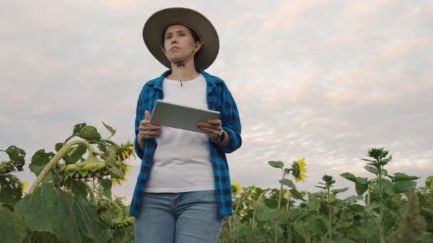 Mulher de agricultor que trabalha com o computador de pastilha no campo de girassóis. Negócios agrícolas. Um empresário com tablet digital examina a colheita de sementes oleaginosas no campo de girassol. Agricultor sénior na plantação — Vídeo de Stock