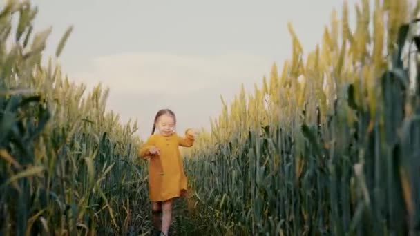 スニーカーの幸せな女の子の子供は小麦畑で走ります。公園の日没時の子供。日没時に子供のスニーカーを実行します。幸せな女の子は夢を実行します。夢と幸せなコンセプト。小麦畑の子供の足。女の子は公園で走る — ストック動画