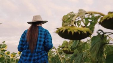 Dijital tabletli bir işadamı ayçiçeği tarlasında yağ tohumu hasadını inceliyor. Ayçiçeği tarlasında tablet bilgisayarla çalışan çiftçi kadın. Tarım işi. Çiftlikteki kıdemli çiftçi.