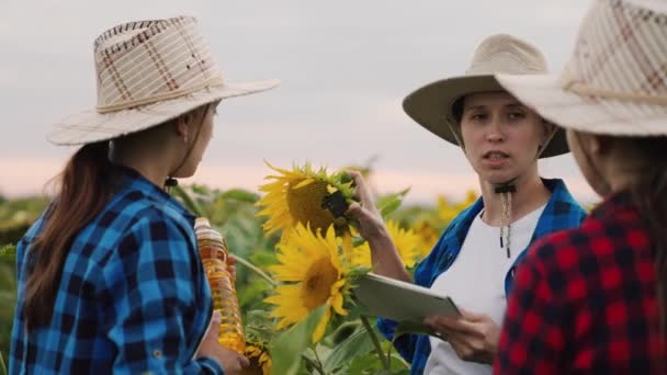 Eine Gruppe von Bäuerinnen, die auf einem Sonnenblumenfeld mit einem Tablet arbeiten. Drei Geschäftspartnerinnen diskutieren mit einem digitalen Tablet über die Sonnenblumenernte. Teamwork in der Landwirtschaft. Pflanzliches Sonnenblumenöl — Stockvideo