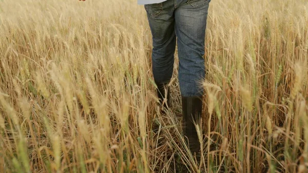 A farmer in rubber boots walks through a yellow wheat field. The farmer checks the field, the grain harvest. Agriculture. Worker walks home at the end of the day, legs in rubber boots, farming — Stock Photo, Image