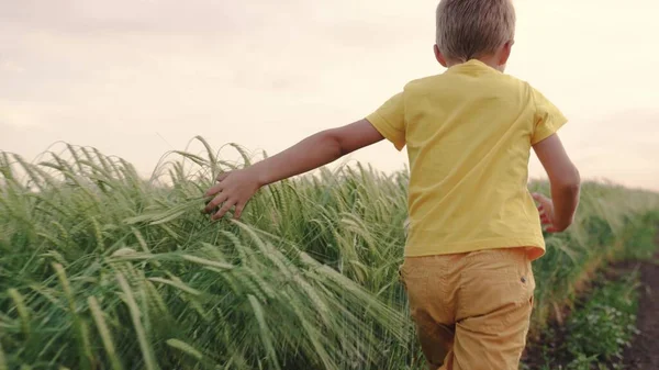Счастливчик бежит по ржаному полю. Мальчик бежит по полю пшеницы касается колосьев рукой, детская мечта. Счастливый маленький сын фермера. Мальчик бегает по дороге в сельской местности. Счастливая семья — стоковое фото