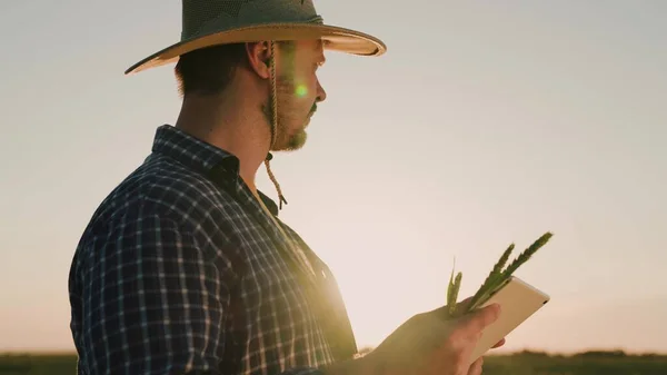 Çiftçi gün batımında tarlada buğday yetiştirmekle meşgul. Dijital tabletli kıdemli çiftçi tarlada çalışıyor, buğday tarlasında akıllı çiftçi. Tarım işi. İş adamı kameraya bakıyor ve gülümsüyor. — Stok fotoğraf