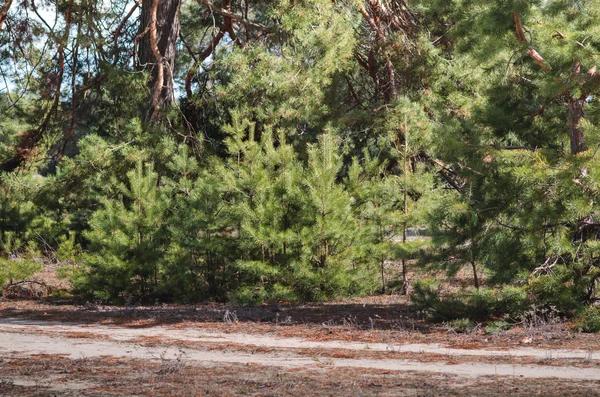 Prachtige groene dennen — Stockfoto